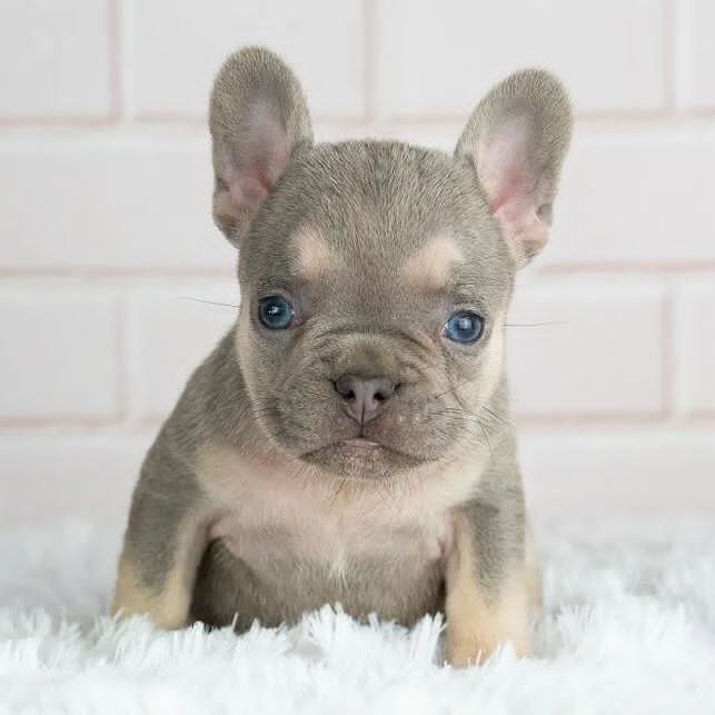 Available French bulldog puppies For Sale